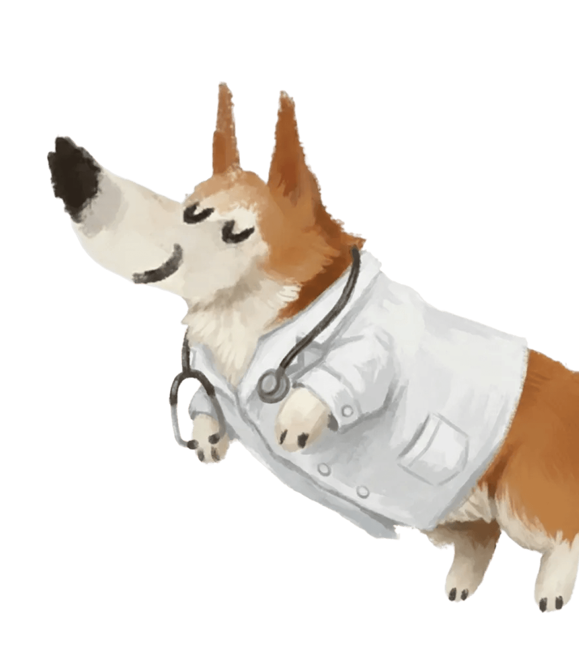 Corgi doctor
